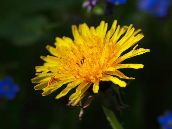 Amarelo flor de dente de leão — Fotografia de Stock