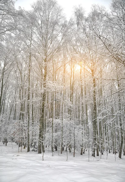 Árvores cobertas de neve no parque da cidade — Fotografia de Stock
