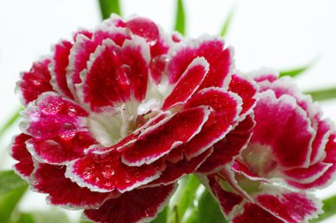 Morning dew on Carnation clipart