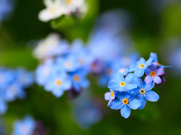 Dimentica me non fiori — Foto Stock