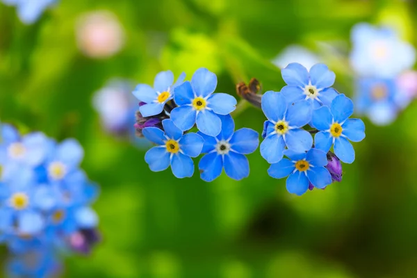 Esquece-me não flores — Fotografia de Stock