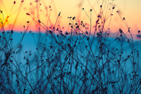 Dried flowers on a background sunset