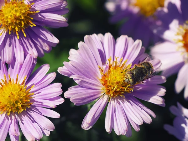 Purple Chrysanthemums flowers with bee — Stock Photo, Image