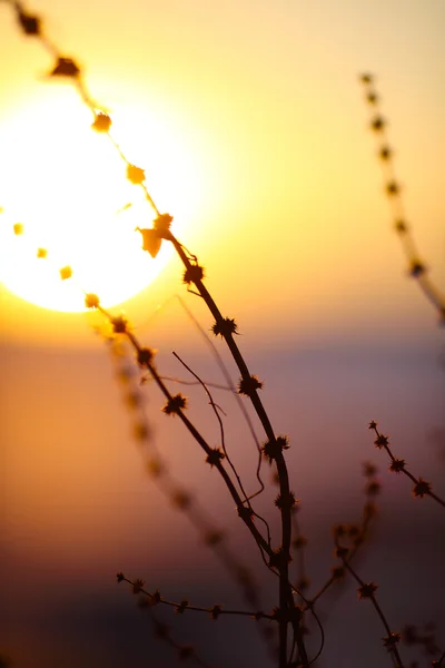 Silhouette of dried flowers and plants on a background sunset — Stock Photo, Image
