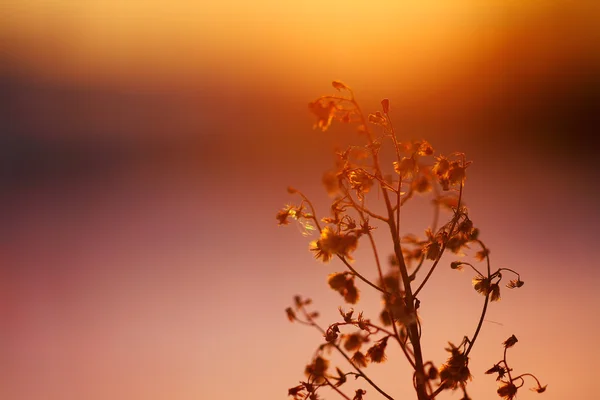 Silhouette of dried  plant on a background sunset — Stock Photo, Image