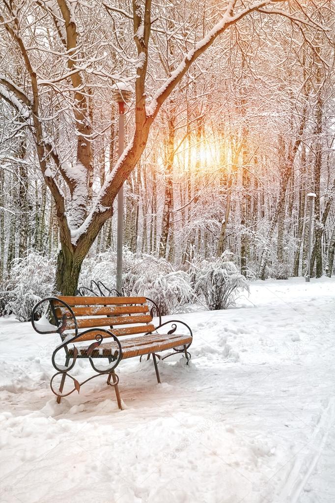 Snow-covered trees in the city park