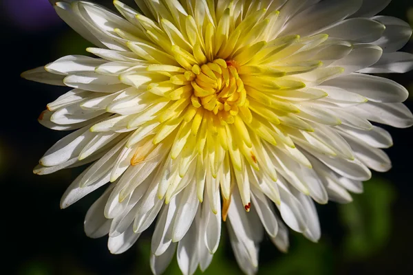 Flor de crisantemo blanco brillante — Foto de Stock