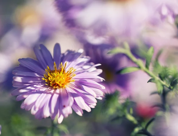 보라색 국화 꽃 — 스톡 사진