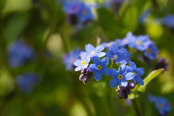 Esquece-me não flores — Fotografia de Stock