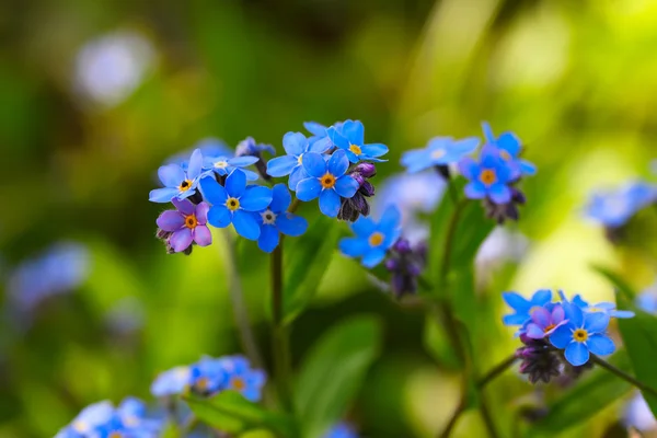 Dimentica me non fiori — Foto Stock