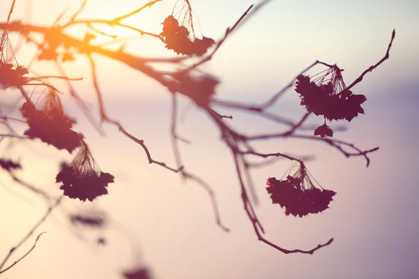 Abstract Plant Silhouette at sunset — Stock Photo, Image