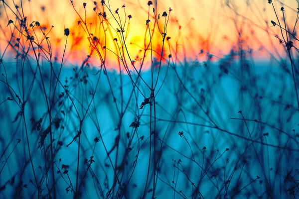 absract Dried flowers on a background sunset.