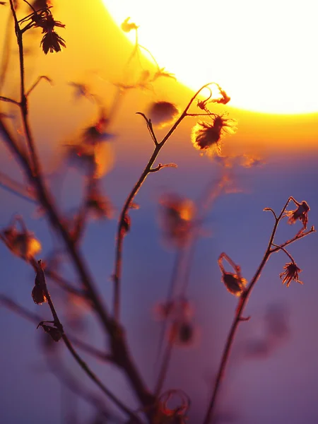 Winter Plant Silhouette at sunset — Stock Photo, Image