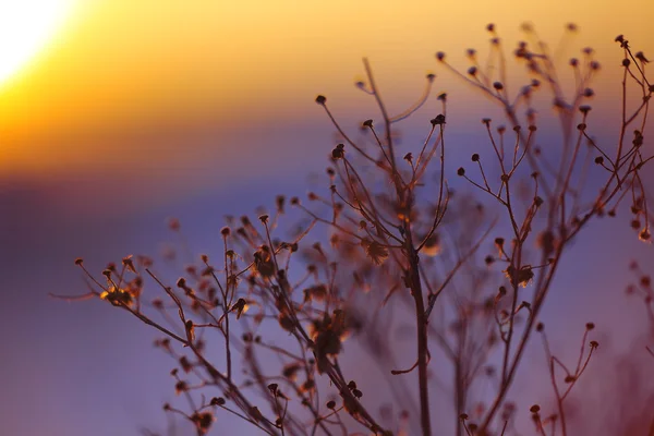 Winterliche Pflanzensilhouette bei Sonnenuntergang — Stockfoto