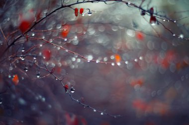 arka plan ile şube ve yağmur damlaları