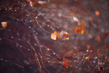 arka plan ile şube ve yağmur damlaları