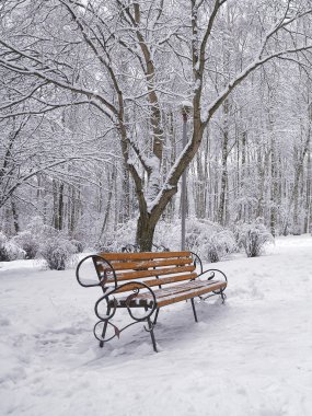 Karla kaplı ağaçlar ve şehir Park banklar