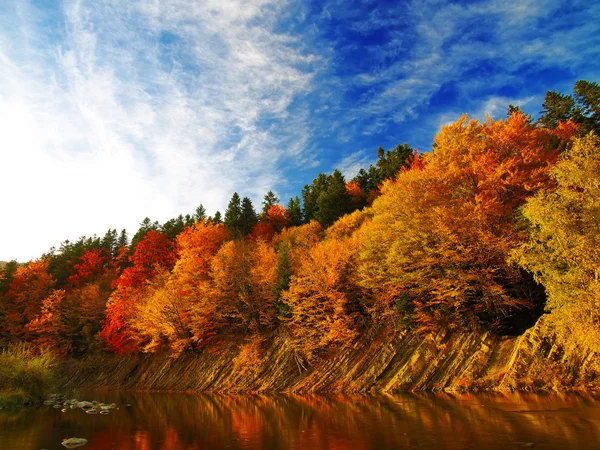 Bosque de otoño junto al río — Foto de Stock