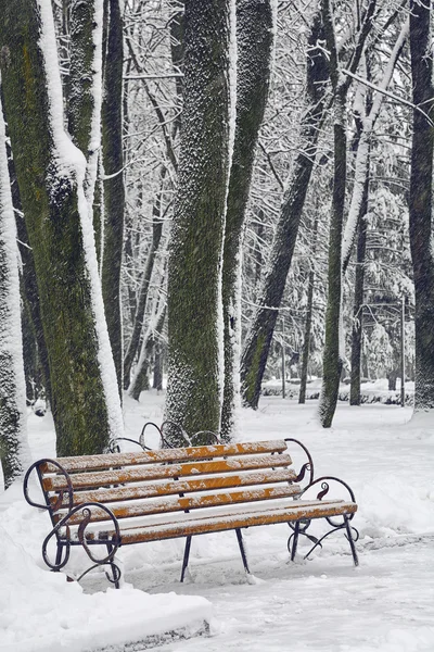 都市公園内の雪に覆われた木 — ストック写真