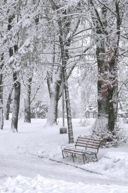 karla kaplı ağaçlar Şehir Parkı