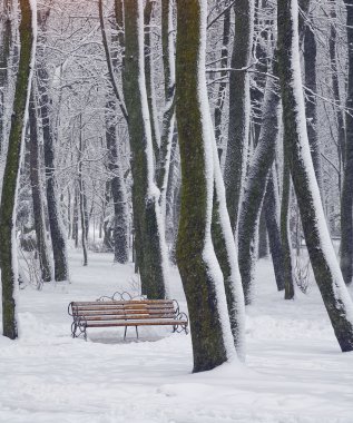 karla kaplı ağaçlar Şehir Parkı