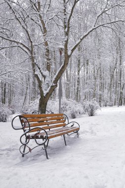 Karla kaplı ağaçlar ve şehir Park banklar