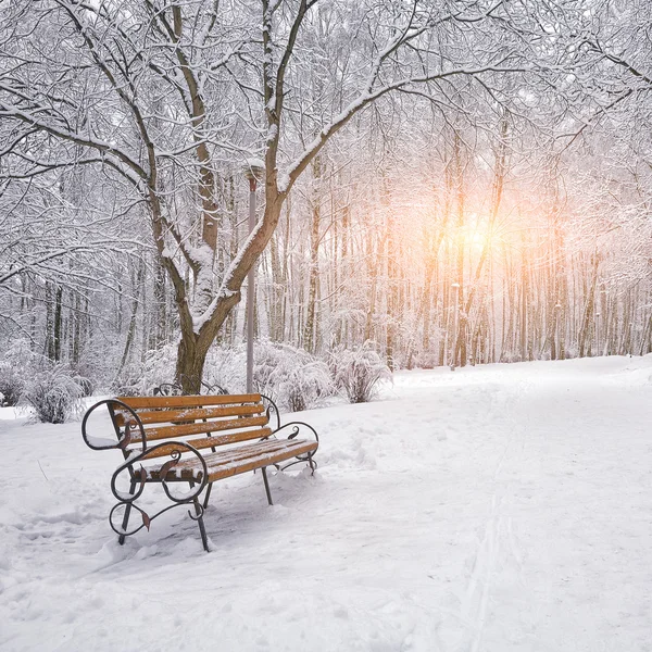 Árvores cobertas de neve e bancos no parque da cidade — Fotografia de Stock