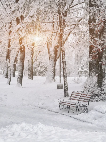 都市公園内の雪に覆われた木 — ストック写真