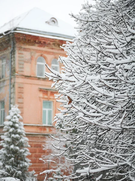 Дерева, покриті снігом у місті — стокове фото
