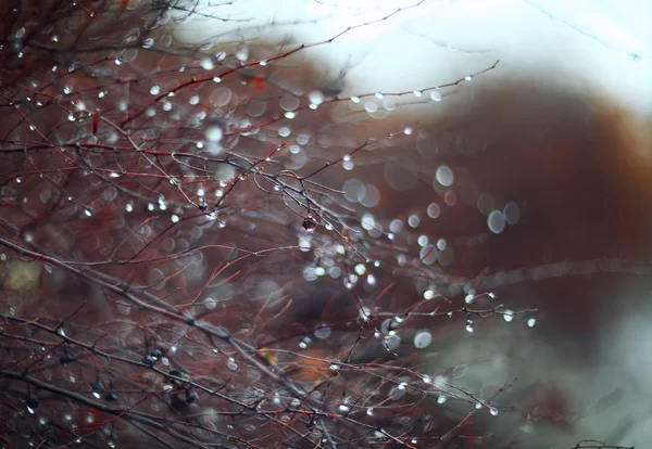 Fond avec des branches et des gouttes de pluie — Photo