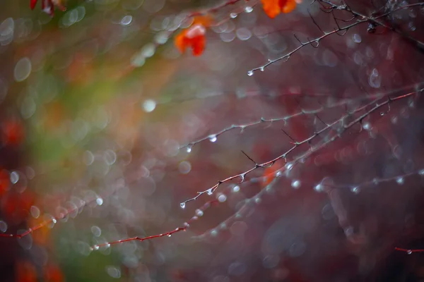 Fundo com galhos e gotas de chuva — Fotografia de Stock