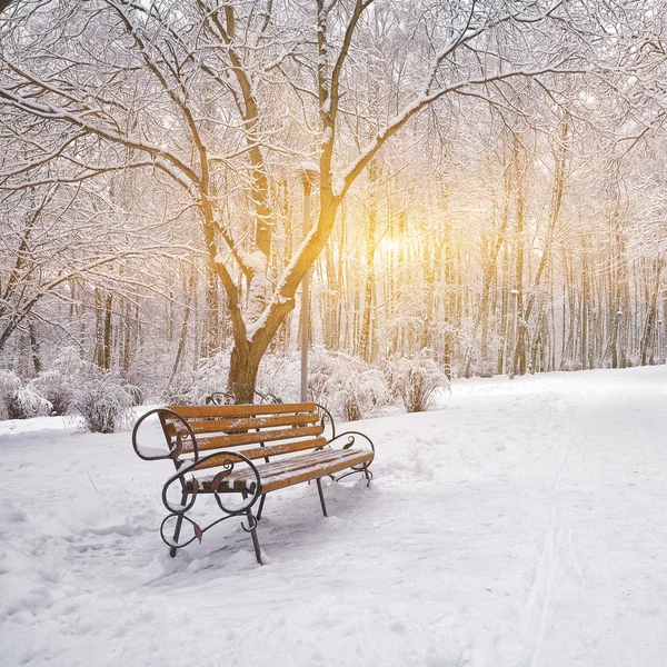 雪に覆われた木、都市公園におけるベンチ — ストック写真