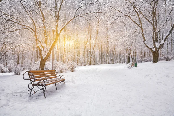 雪に覆われた木、都市公園におけるベンチ — ストック写真