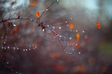 arka plan ile şube ve yağmur damlaları