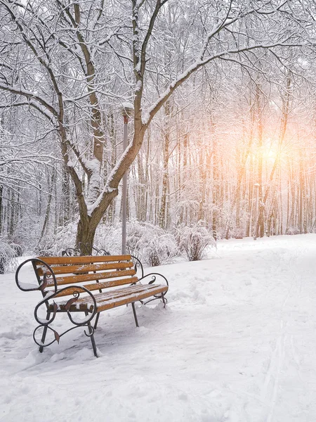 Schneebedeckte Bäume und Bänke im Stadtpark — Stockfoto