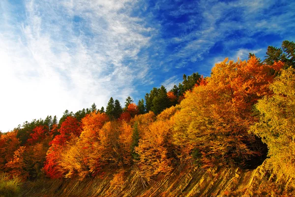 Farbenfroher Herbstwald — Stockfoto