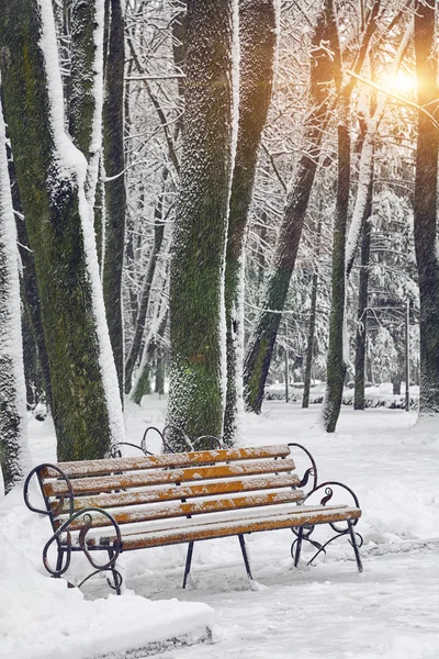 Verschneite Bäume im Stadtpark — Stockfoto