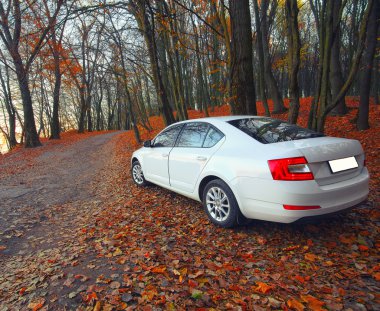 Araba bir orman yolu üzerinde