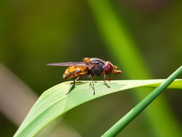 Mosca de insectos macro en la hoja — Foto de Stock