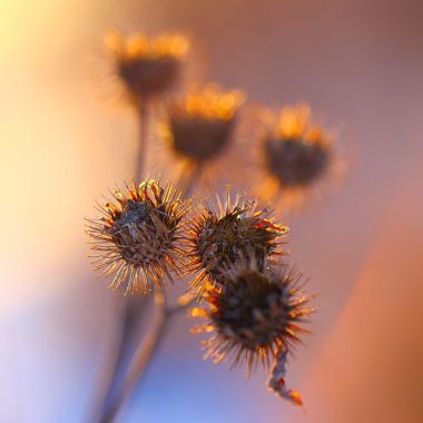 gün batımında kuru bur