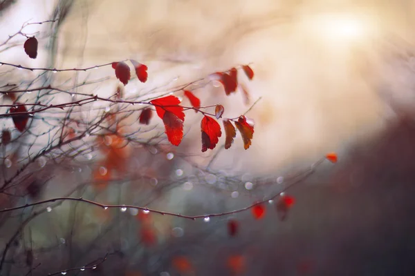 Fondo con ramas y gotas de lluvia — Foto de Stock