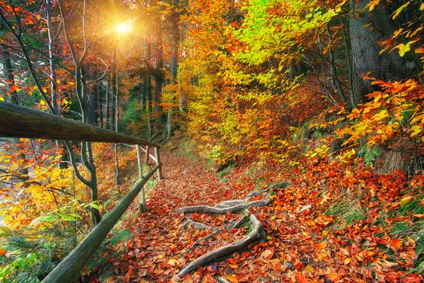 Szlak w jesień las na zachód słońca — Zdjęcie stockowe