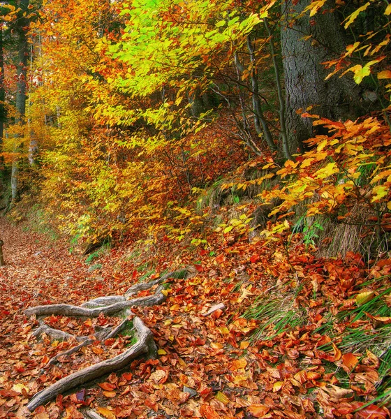 Trail in autumn forest — Stock Photo, Image