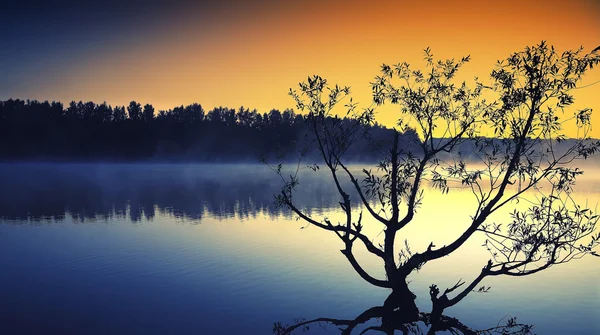 Ensamt träd växer i en damm på sunrise — Stockfoto