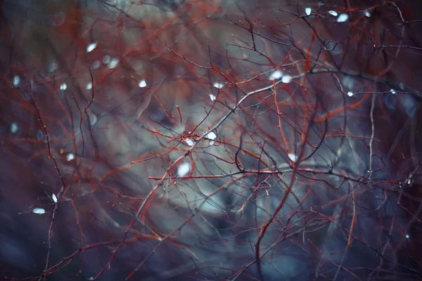 Fondo con ramas y gotas de lluvia — Foto de Stock