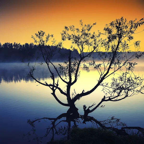 सूर्योदयाच्या वेळी तलावमध्ये वाढत एकटा वृक्ष — स्टॉक फोटो, इमेज