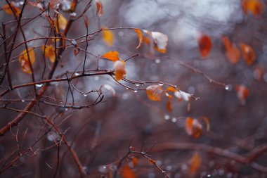 şube ve yağmur damlaları ile arka plan bulanık