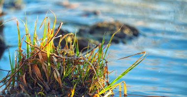 Kıyı reed ada bahar