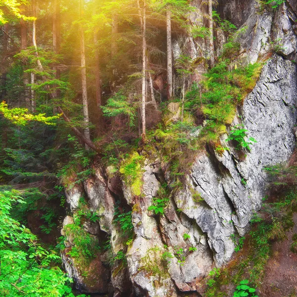 Les s borovicemi a mechu na skalách — Stock fotografie