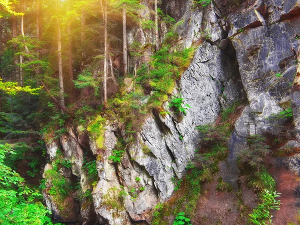 Les s borovicemi a mechu na skalách — Stock fotografie